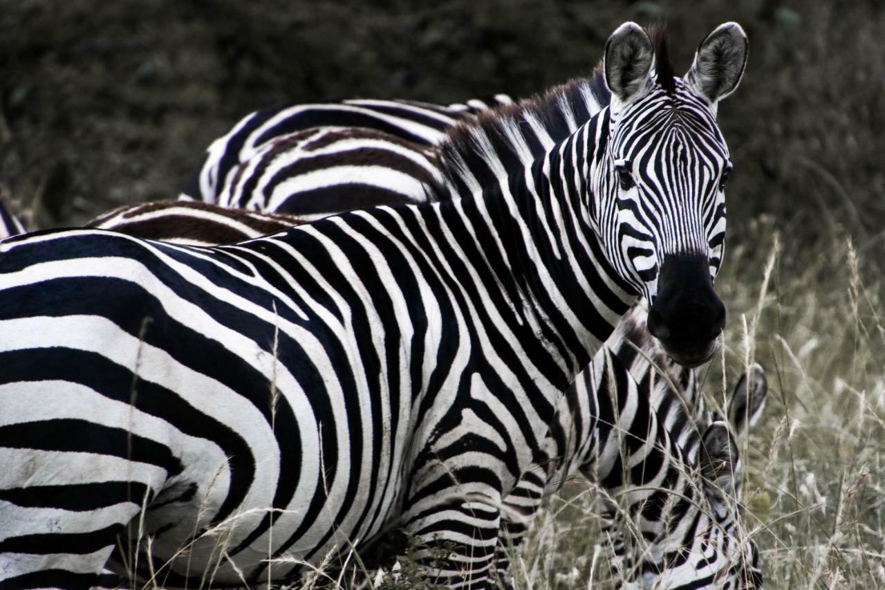 Taasa Lodge Serengeti Buitenkant foto